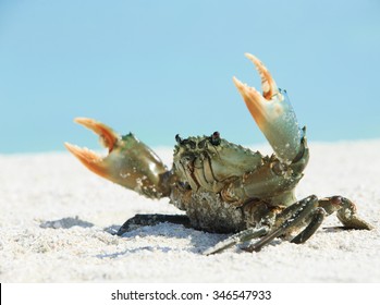 Crab On Beach