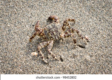crab on the beach