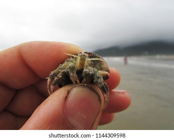 Crab On The Beach Oyster