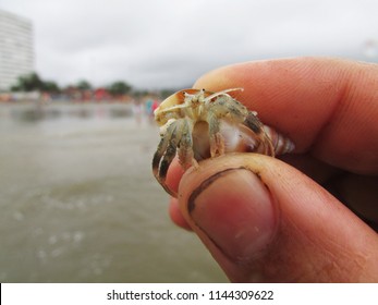 Crab On The Beach Oyster