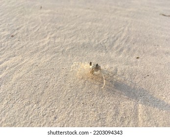 Crab On A Kenyan Beach