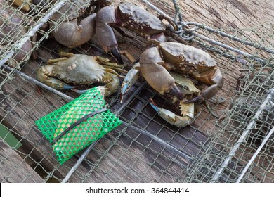 Crab On Crab Net Stock Photo 364844414 | Shutterstock