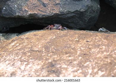 crab on rocks