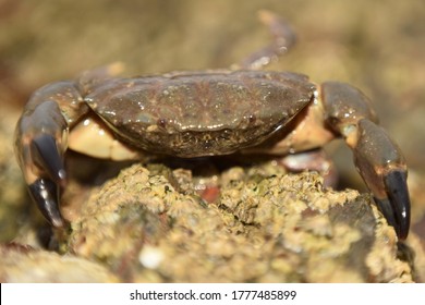 Crab on rocks at low tide 