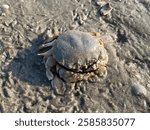 Crab on the sand beach while low tide, common moon crab in Thailand, coastal sea animals