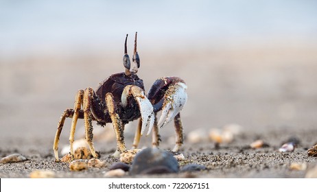 The Crab on sandy beach with nice background color