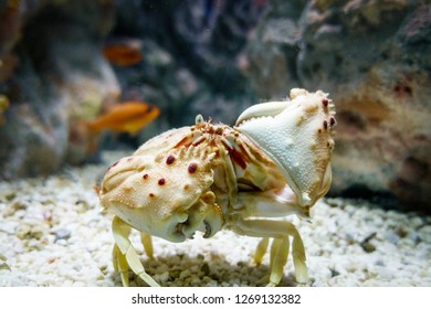 A Crab On The Sea Bed Crete Greece Europe