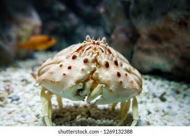 A Crab On The Sea Bed Crete Greece Europe