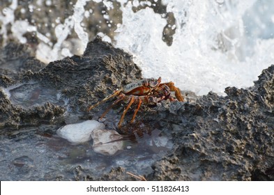 crab on the sea waves in the cliff in zanzibar 