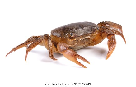 Crab On White Background Stock Photo 312449243 | Shutterstock