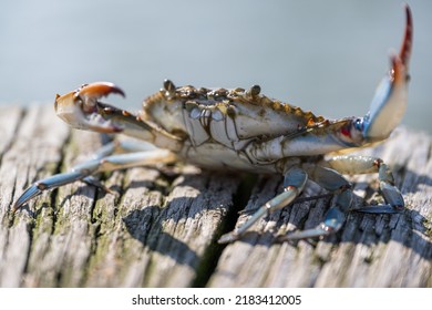 A Crab With One Of Its Claws Up, On A Dock On The Coast Of Delaware USA