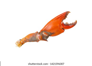 Crab Pincers High Res Stock Images Shutterstock