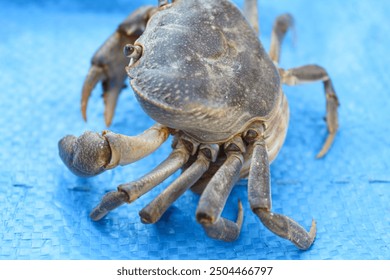 Crab in plate ready to be cooked