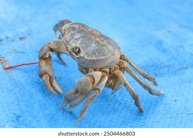 Crab in plate ready to be cooked