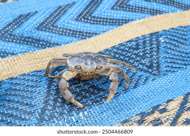 Crab in plate ready to be cooked