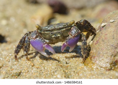 Crab Purple Claws Green Carapace Metopograpsus Stock Photo 1486584161 ...