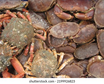 Crab Red Normandy Coast France Wallpaper