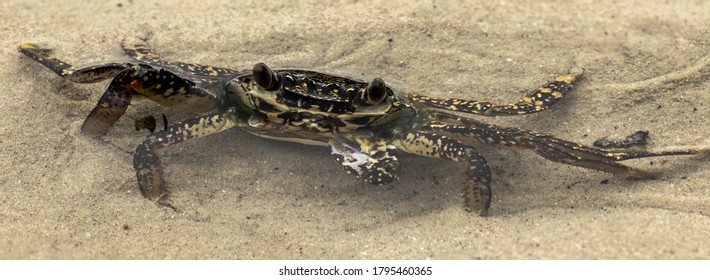 Crab In A Rock Pool