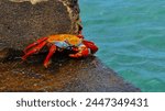 Crab in Santa Cruz Island Galapagos Ecuador