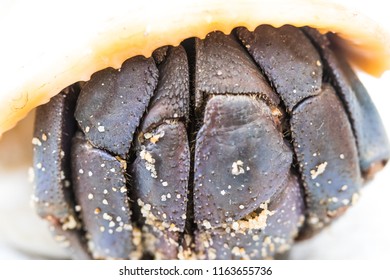 Crab in a Shell
