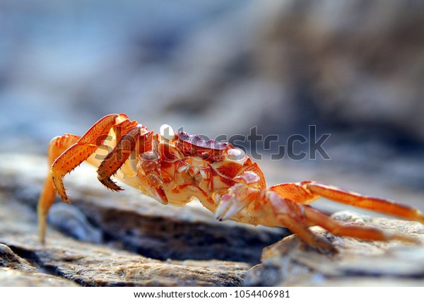 Crab Shell\
\
Not to be\
mistaken as a dead crab; this is just a shell of the crab leftover\
after molting.