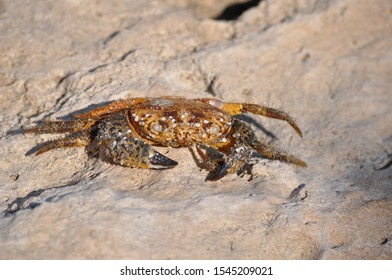 Crab. Shot on Kassandra, Greece. - Shutterstock ID 1545209021