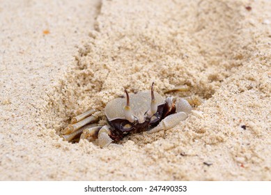 Crab Sitting On Beach Sand Stock Photo 247490353 | Shutterstock