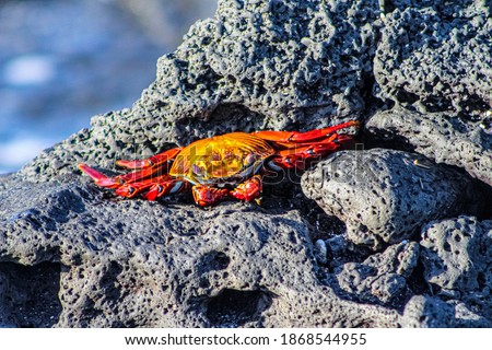 Crab sitting on a roack