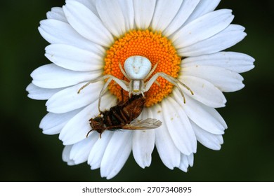 A crab spider (or variable crab spider) hidden in a daisy injects its venom into the abdomen of a fly (Labeil, Hérault, France)