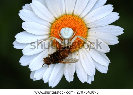 A crab spider (or variable crab spider) hidden in a daisy injects its venom into the abdomen of a fly (Labeil, Hérault, France)