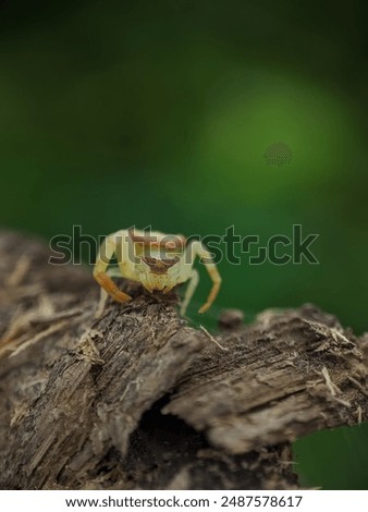 Similar – Close-up of a yellow caterpillar