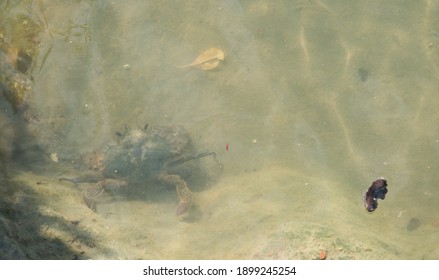 Crab In The Timor Sea Mangrove Lagoon In Tropical Darwin, Australia