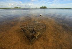 Crab Trap With Blue Crab In The Shallows Of Barnes Sound, Florida.