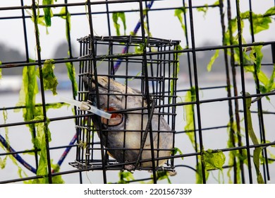 A Crab Trap With A Fish Head As Bait