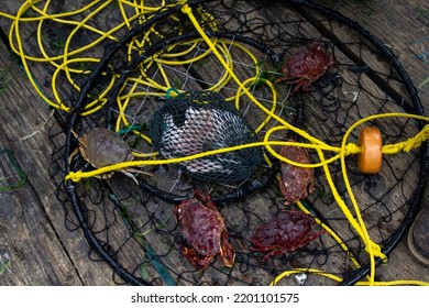 A Crab Trap On The Floor Of A Pier