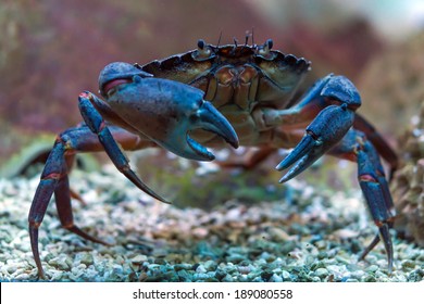 Crab underwater