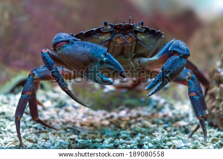 Crab underwater