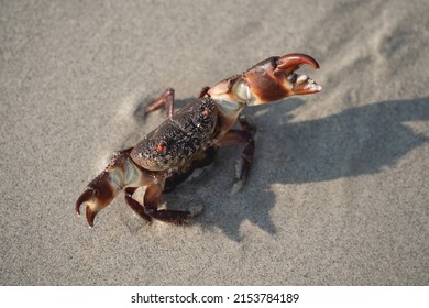 Crab walking on white sand beach walking into the sea, on the beach, at the sea, in the morning , the crab life lives on the sandy beach. - Powered by Shutterstock