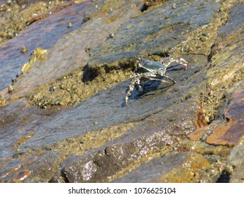 Crab walking - Wynnum