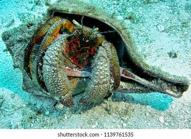 A crab we found in his shell while scuba diving in the ocean in Cozumel, Mexico