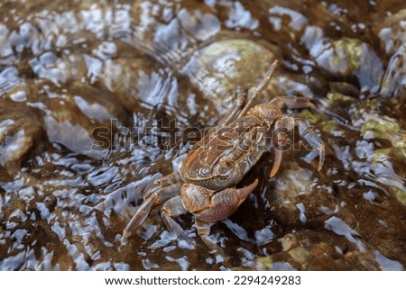 Crab in the wildlife, claws, legs and eyes (in water)
