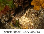 Crab (Xantho poressa) in natural habitat