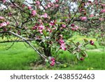 Crabapple blossoms and buds in shades of beautiful rosy pink at Ottawa