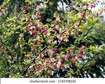 Crabapple Tree In Bloom. General View Of The Flowering Crabapple In Blossom. Small White And Red Flowers, Green Leaves. Not A Close-up. Natural Background.