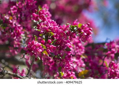 Crabapple Tree Blossoms