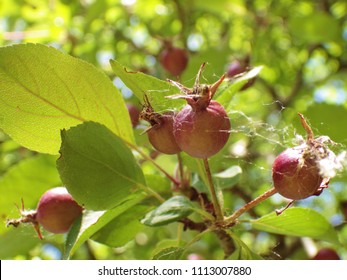 Crabapple Tree Fruit