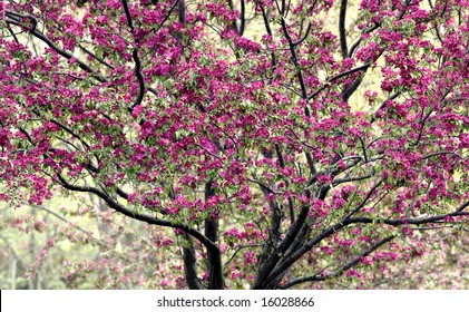 Crabapple Tree In Full Bloom