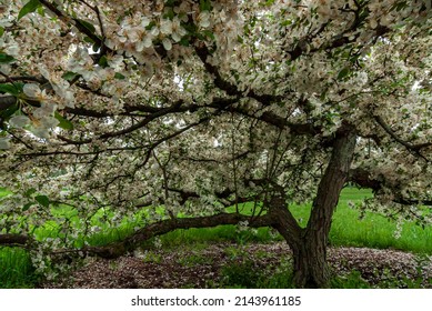 A Crabapple Tree Is In Full Spring Bloom, DuPage County, Illinois