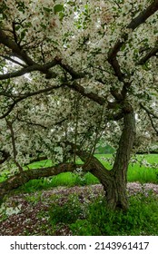 A Crabapple Tree Is In Full Spring Bloom, DuPage County, Illinois