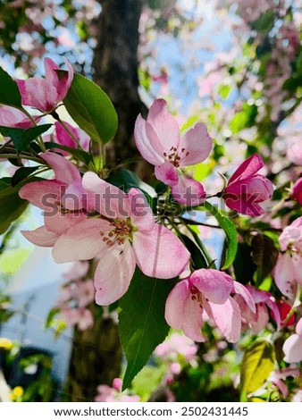 A crabapple tree limb in bloom.